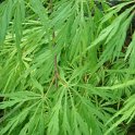 Acer palmatum 'Dissectum' feuille